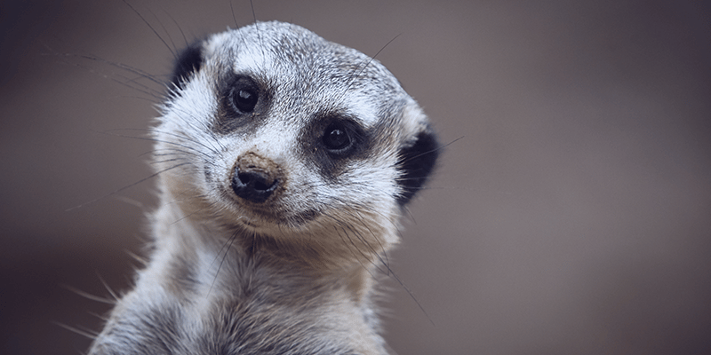 Meercat-which-traditional-marketing-campaign-does-this-remind-you-of