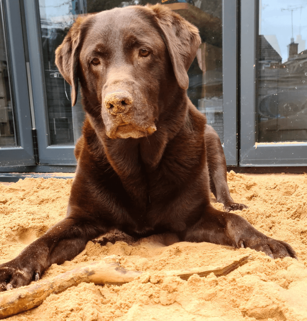 Milo Labrador