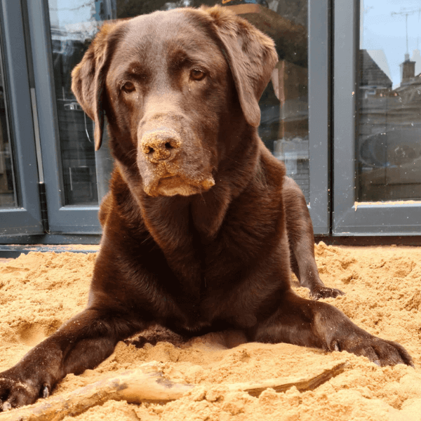 Milo Our Choc Labrador at our home in Warwickshire