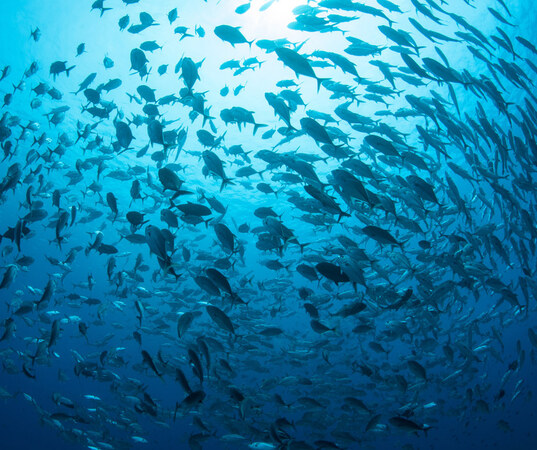 A school of fish in the ocean