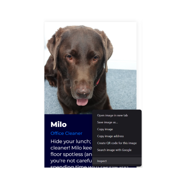 An image of a chocolate Labrador lying down on a blue carpet with his name and a small description below with a menu obstructing the view to show the different options when right clicking on an image.