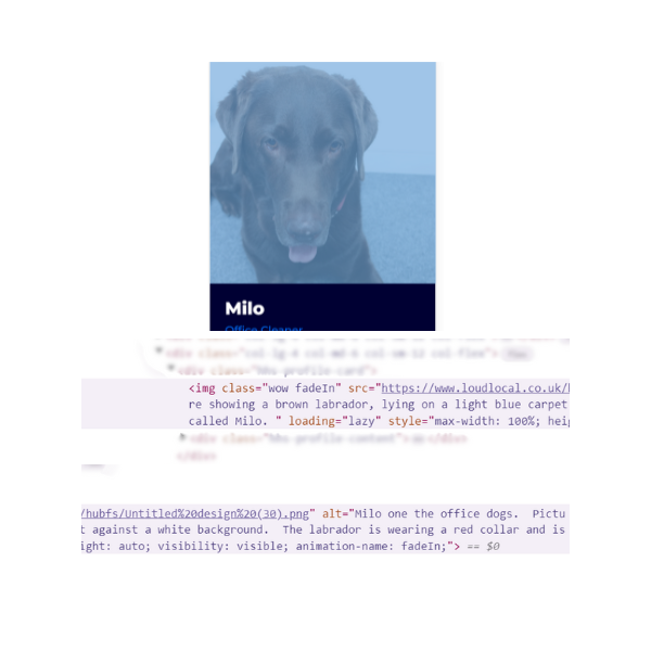 The same photo as the previous but this time with a slight blue tint over it. Underneath contains the code and the alt text for the image of the labrador which explains 'a brown labrador, lying on a light blue carpet, called milo'.