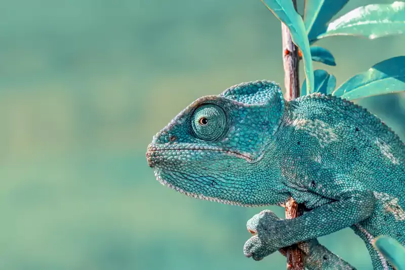 Change Management Chameleon