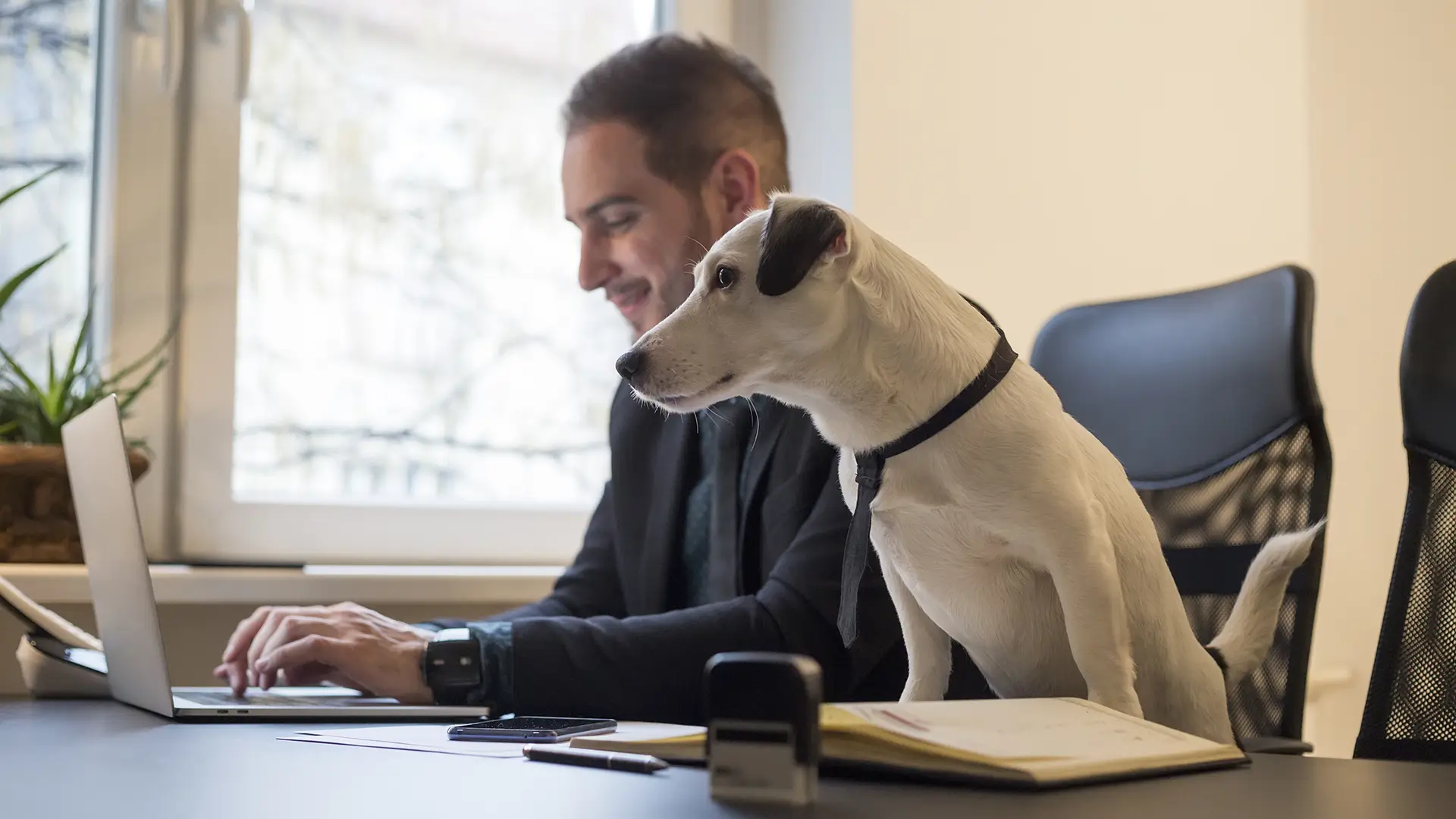 Office dog on <span data-mce-bogus=