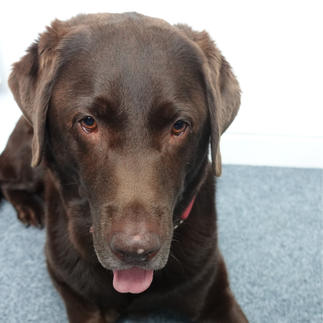 Milo one the office dogs.  Picture showing a brown labrador, lying on a light blue carpet against a white background.  The labrador is wearing a red collar and is called Milo. 